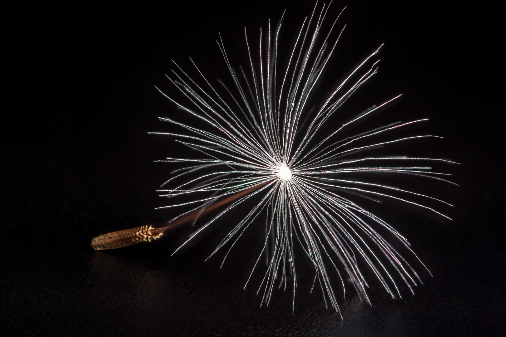 Faszination Natur - ein Samenkorn der Pusteblume