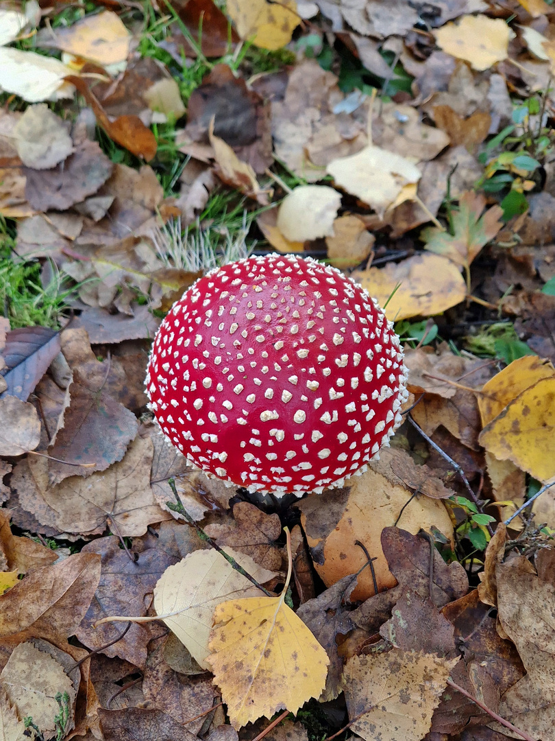 Faszination Natur: Fliegenpilz