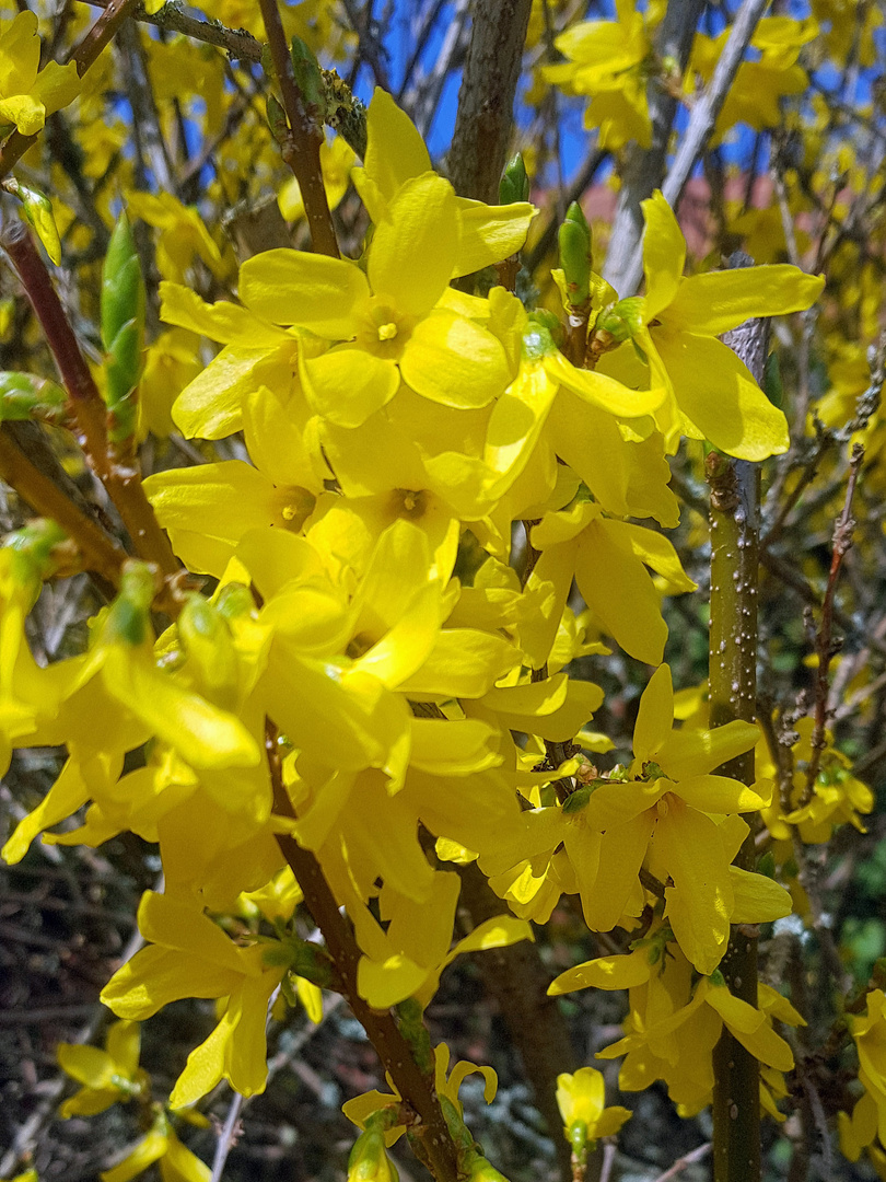 Faszination Natur: Forsythien