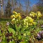 Faszination Natur: Frühlingserwachen im Vogelsberg