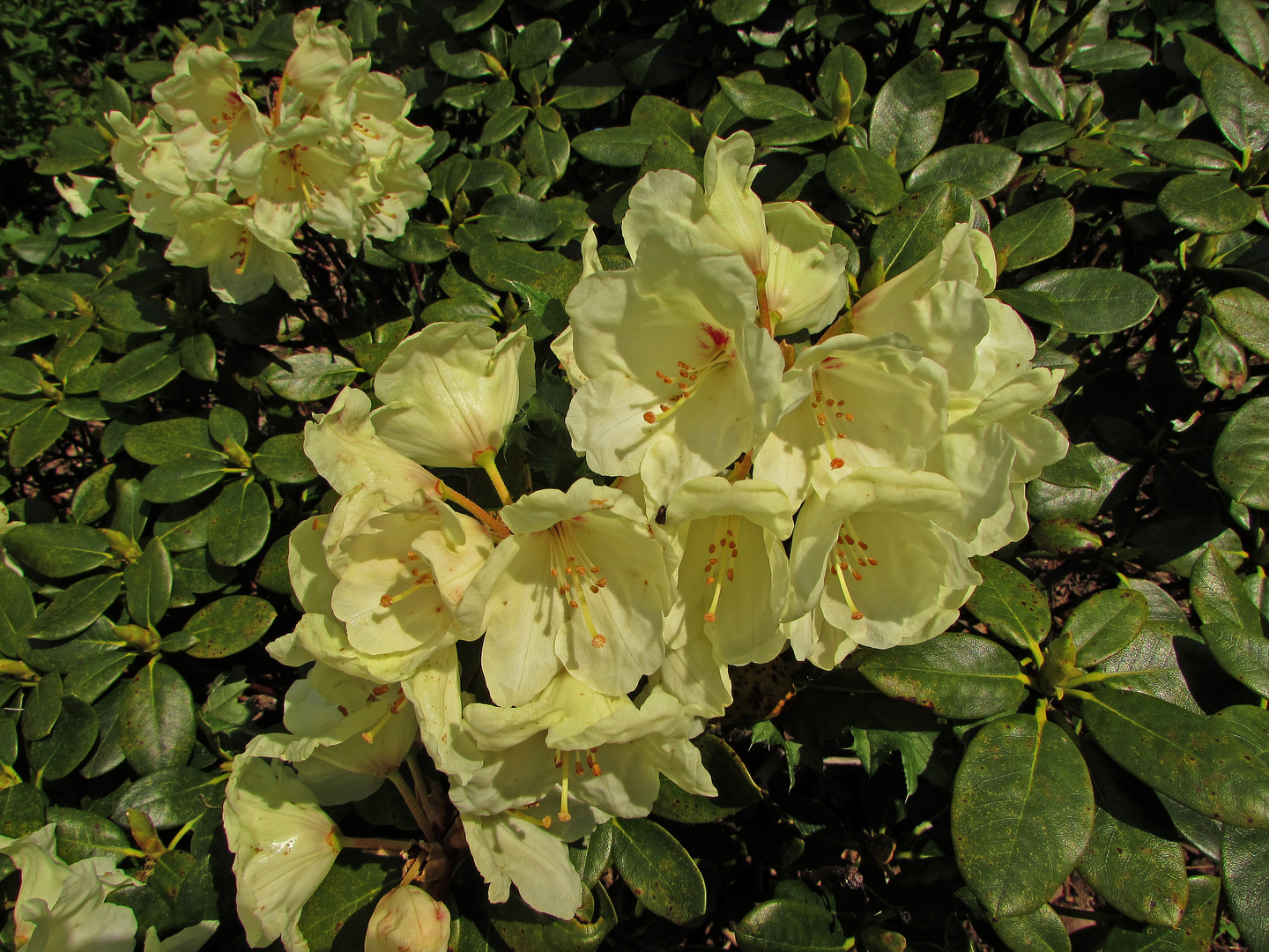 Faszination Natur: Gelber Rhododendron