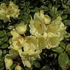 Faszination Natur: Gelber Rhododendron
