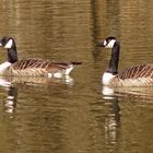 Faszination Natur: Kanadagänse