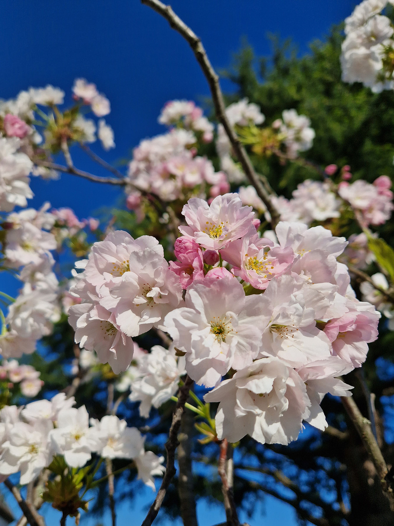 Faszination Natur: Kirschblüte