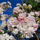 Faszination Natur: Kirschblüte