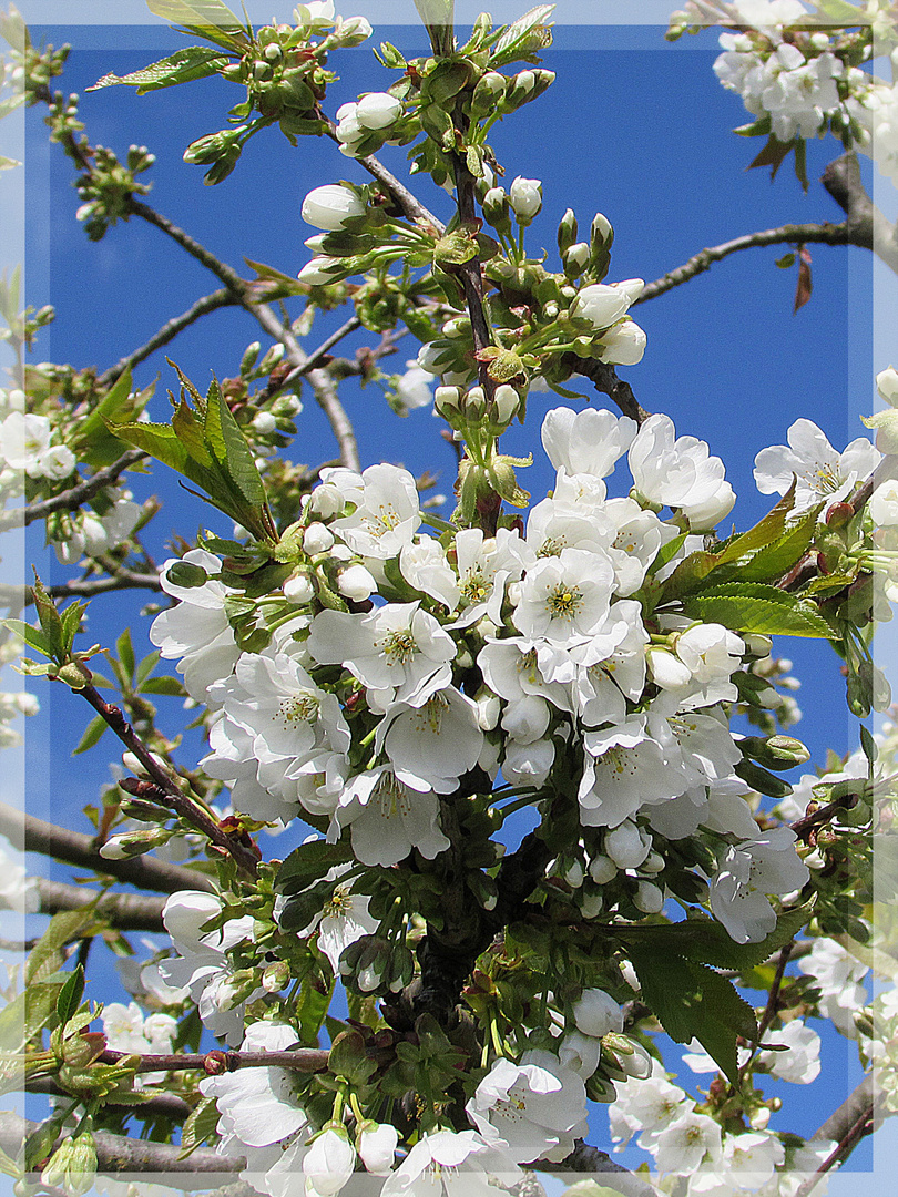 Faszination Natur: Kirschblüte