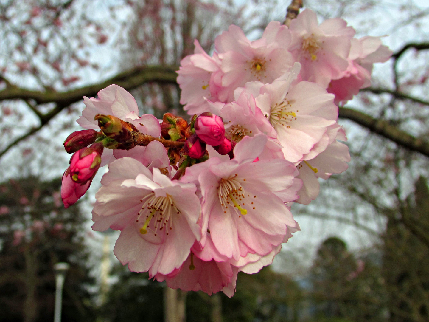 Faszination Natur: Kirschblüte im Mannheimer Luisenpark