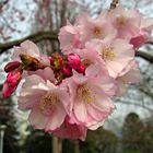 Faszination Natur: Kirschblüte im Mannheimer Luisenpark