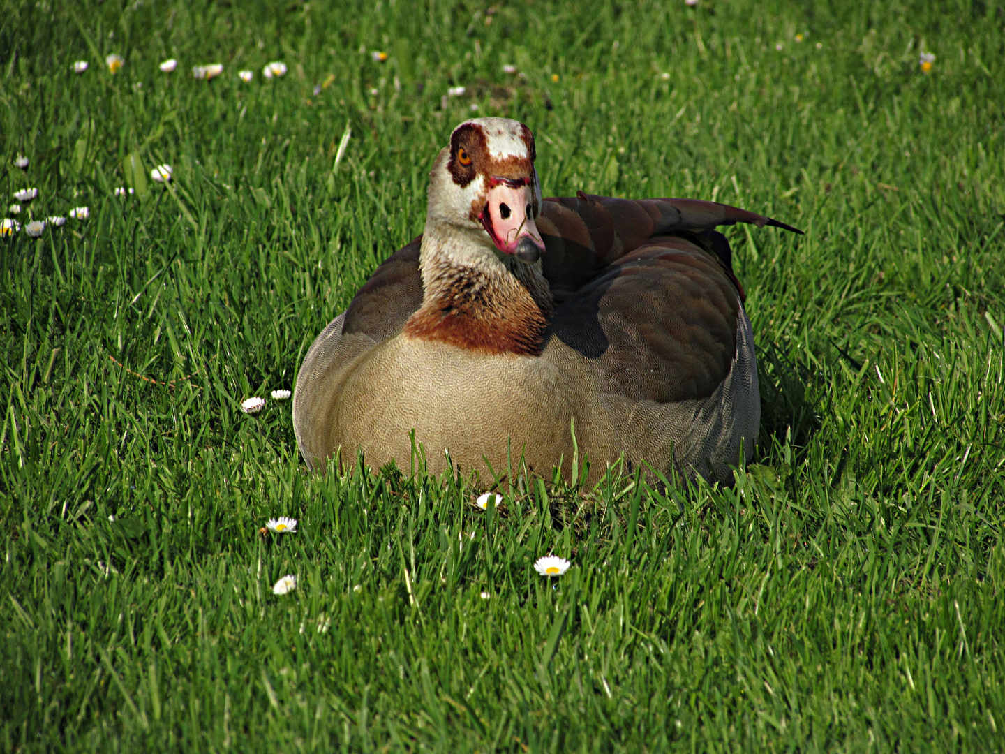 Faszination Natur: Nilgans