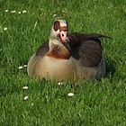 Faszination Natur: Nilgans