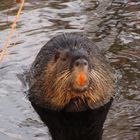 Faszination Natur: Nutria (auch Biberratte genannt)