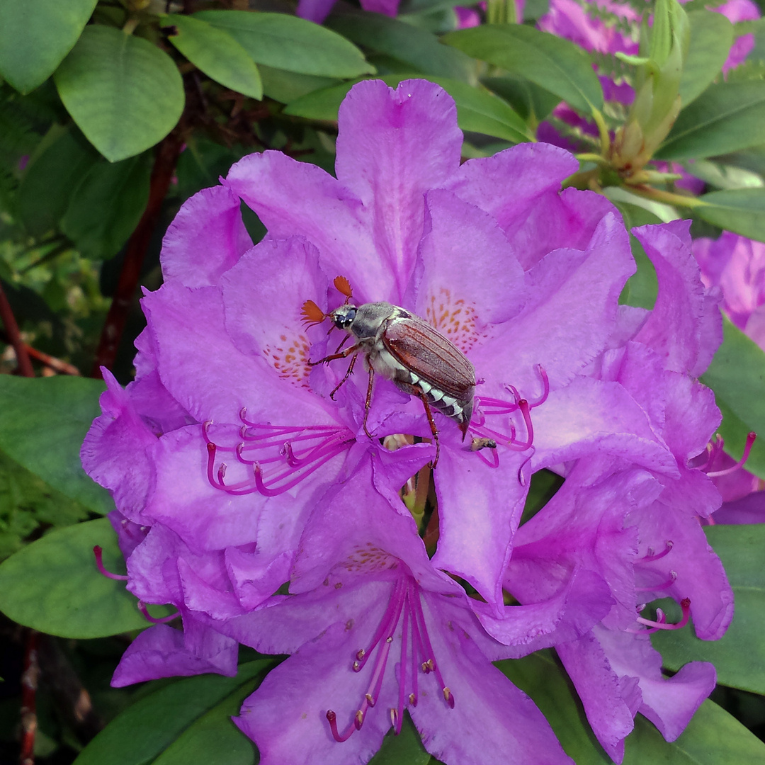 Faszination Natur: Rhododendron mit Maikäfer