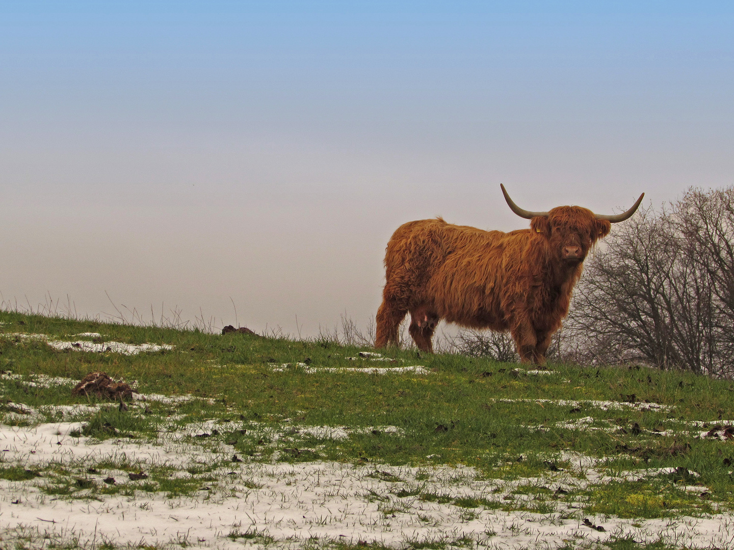 Faszination Natur: Schottisches Hochlandrind im hessischen Vogelsberg