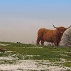 Faszination Natur: Schottisches Hochlandrind im hessischen Vogelsberg