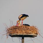 Faszination Natur: Storchenkolonie in Biebesheim am Rhein 1