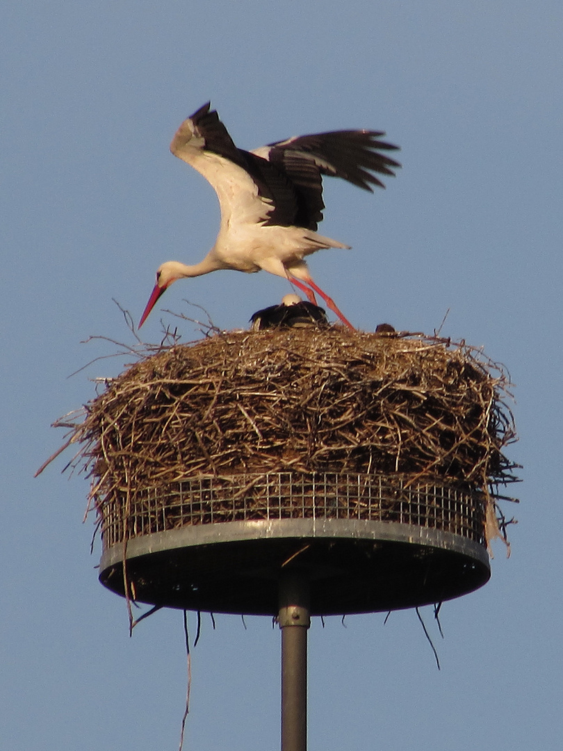 Faszination Natur: Storchenkolonie in Biebesheim am Rhein 2