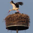 Faszination Natur: Storchenkolonie in Biebesheim am Rhein 2