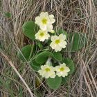 Faszination Natur: Vorbote des Frühlings