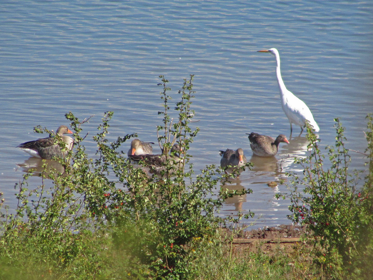 Faszination Natur: Wasservögel im Teufelsee bei Echzell (Hessen)