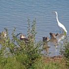Faszination Natur: Wasservögel im Teufelsee bei Echzell (Hessen)