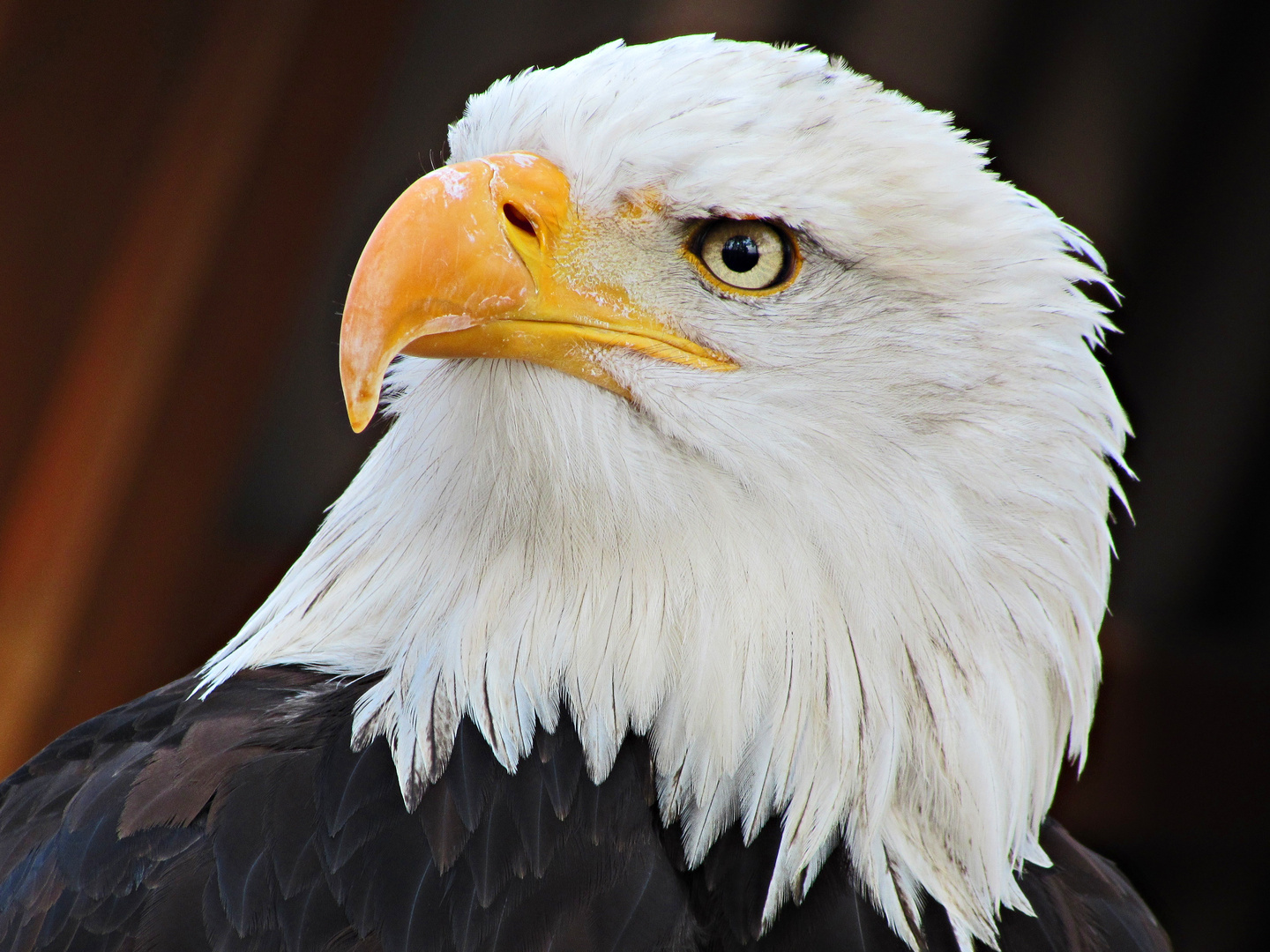 Faszination Natur: Weißkopfseeadler 1