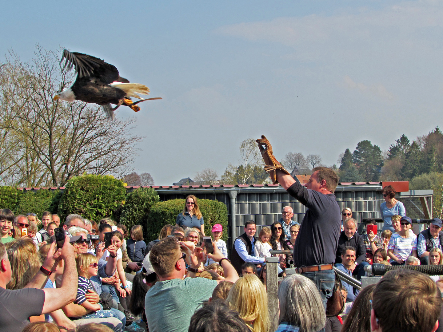 Faszination Natur: Weißkopfseeadler 2