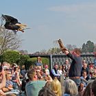 Faszination Natur: Weißkopfseeadler 2