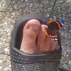 Faszination Natur: Zutraulicher Schmetterling