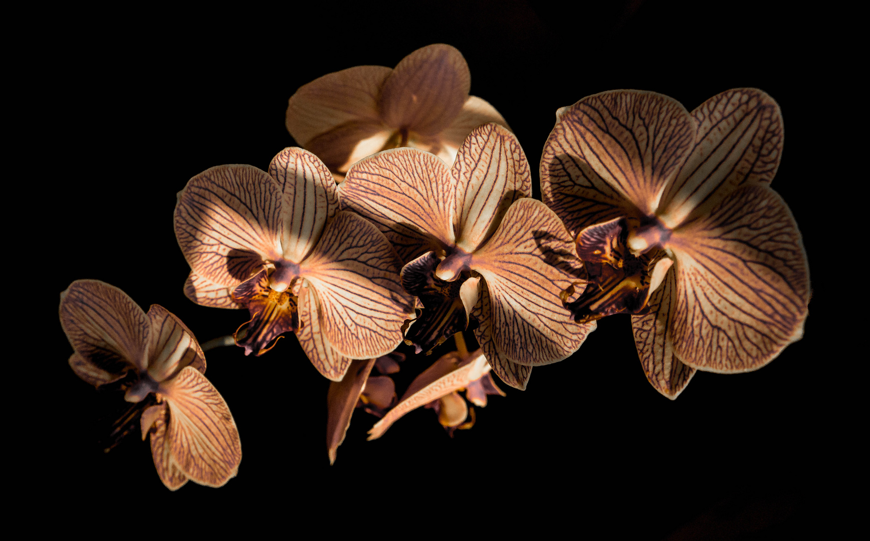 Faszination Orchidee 1