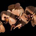 Faszination Orchidee 1