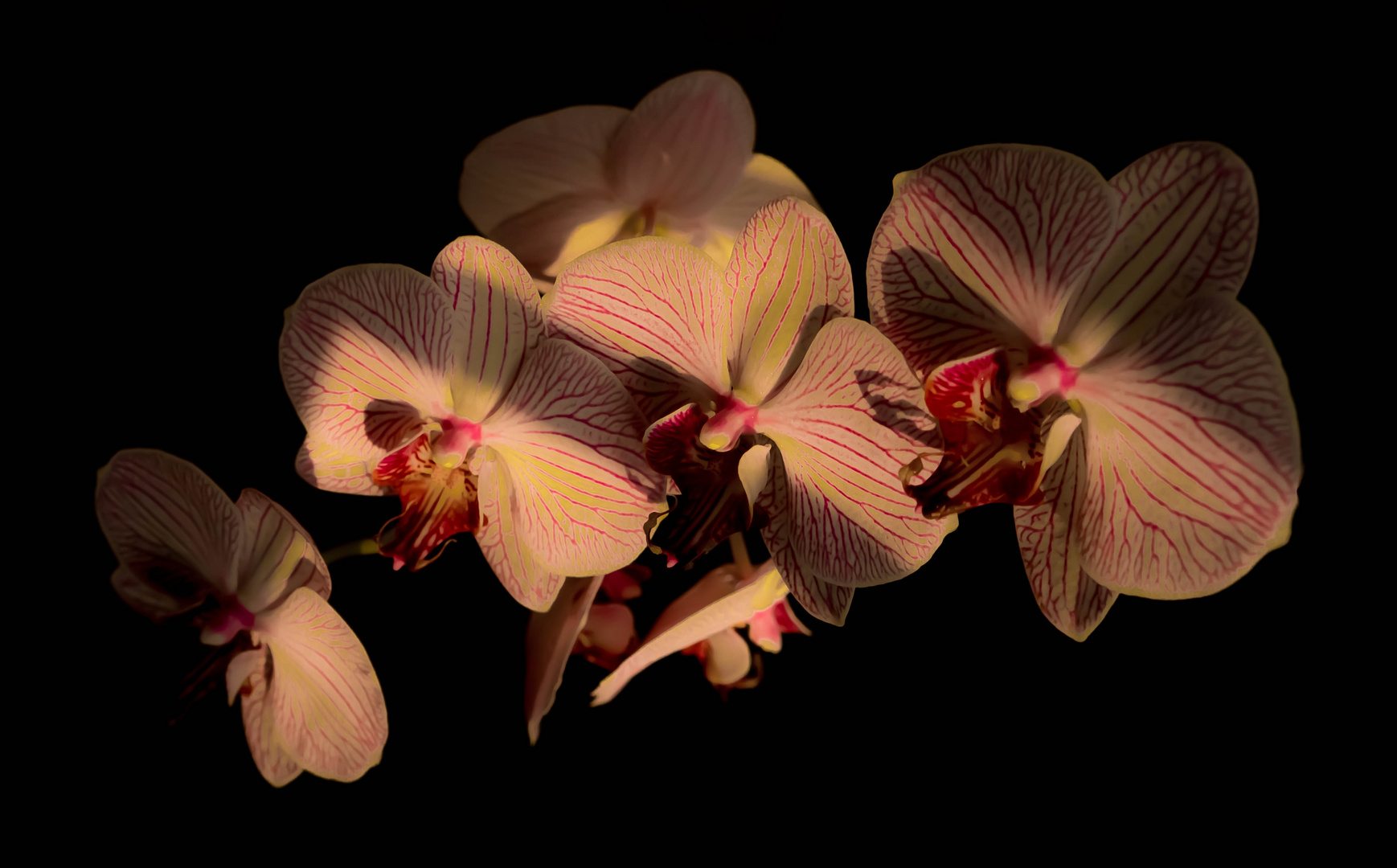 Faszination Orchidee 2