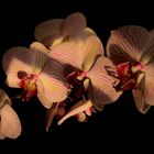 Faszination Orchidee 2