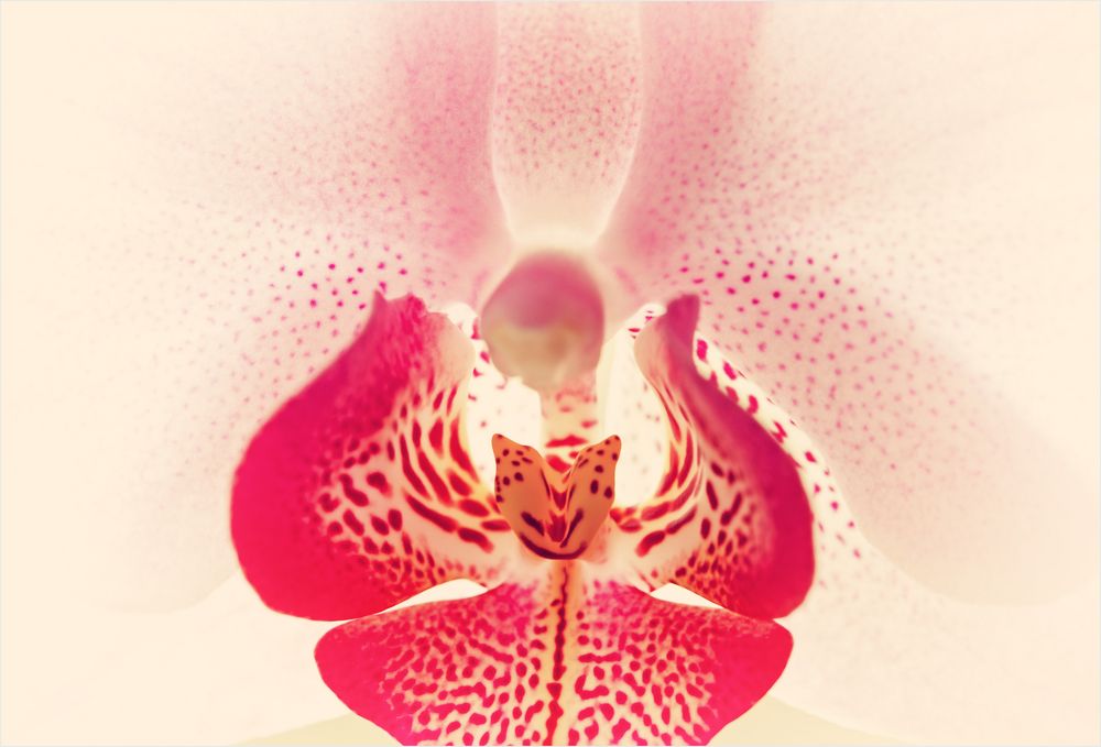 Faszination Orchidee