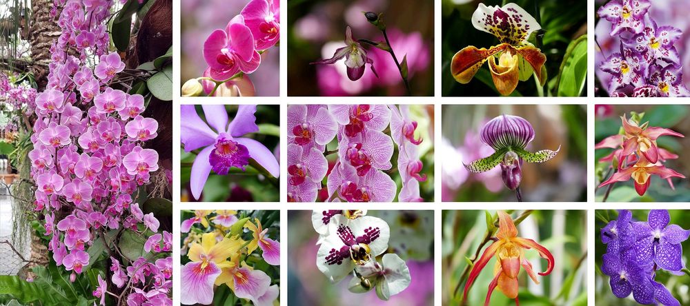  „Faszination Orchideen“ 