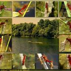 Faszination Paarungsrad der Feuerlibellen (Crocothemis erythraea)
