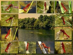 Faszination Paarungsrad der Feuerlibellen (Crocothemis erythraea)