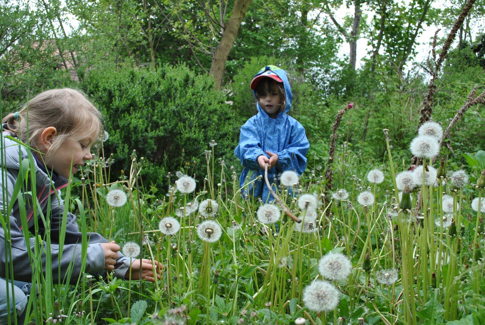 Faszination Pusteblume