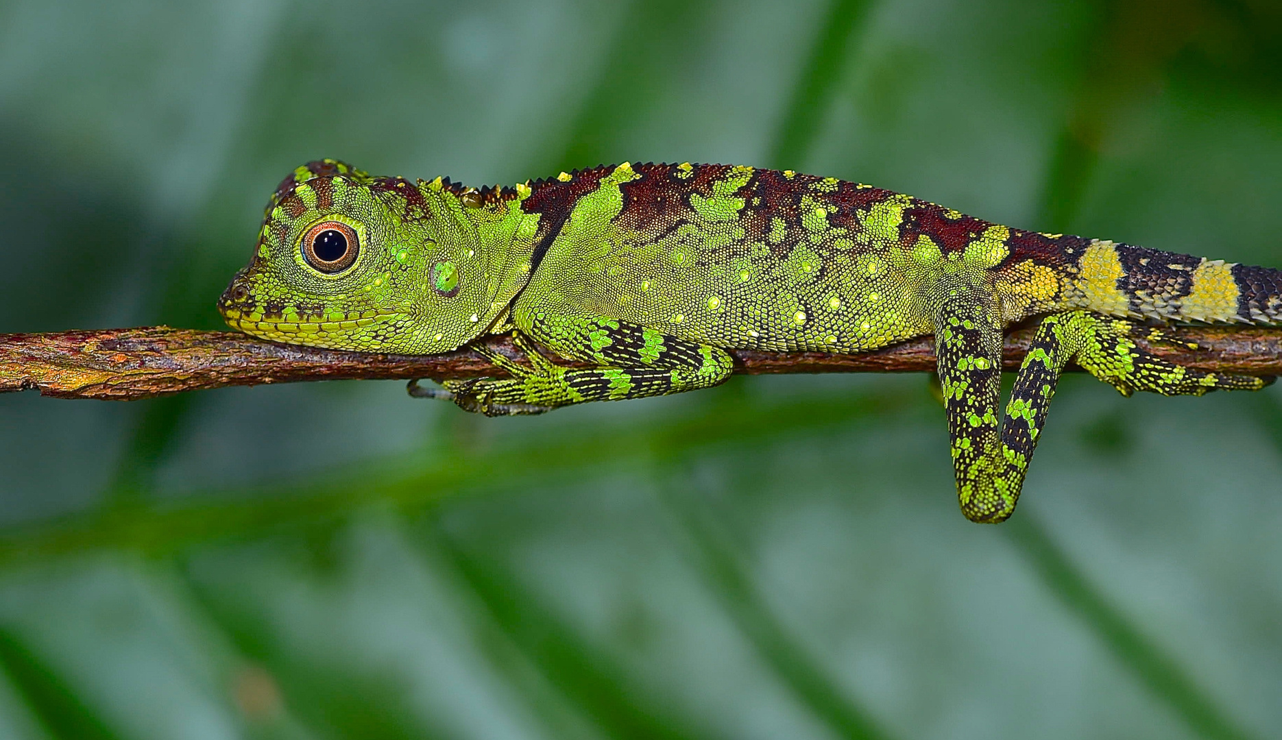 Faszination Regenwald! Agamidae, Gonocephalis bornensis, Santubong Borneo