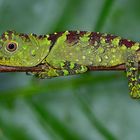 Faszination Regenwald! Agamidae, Gonocephalis bornensis, Santubong Borneo