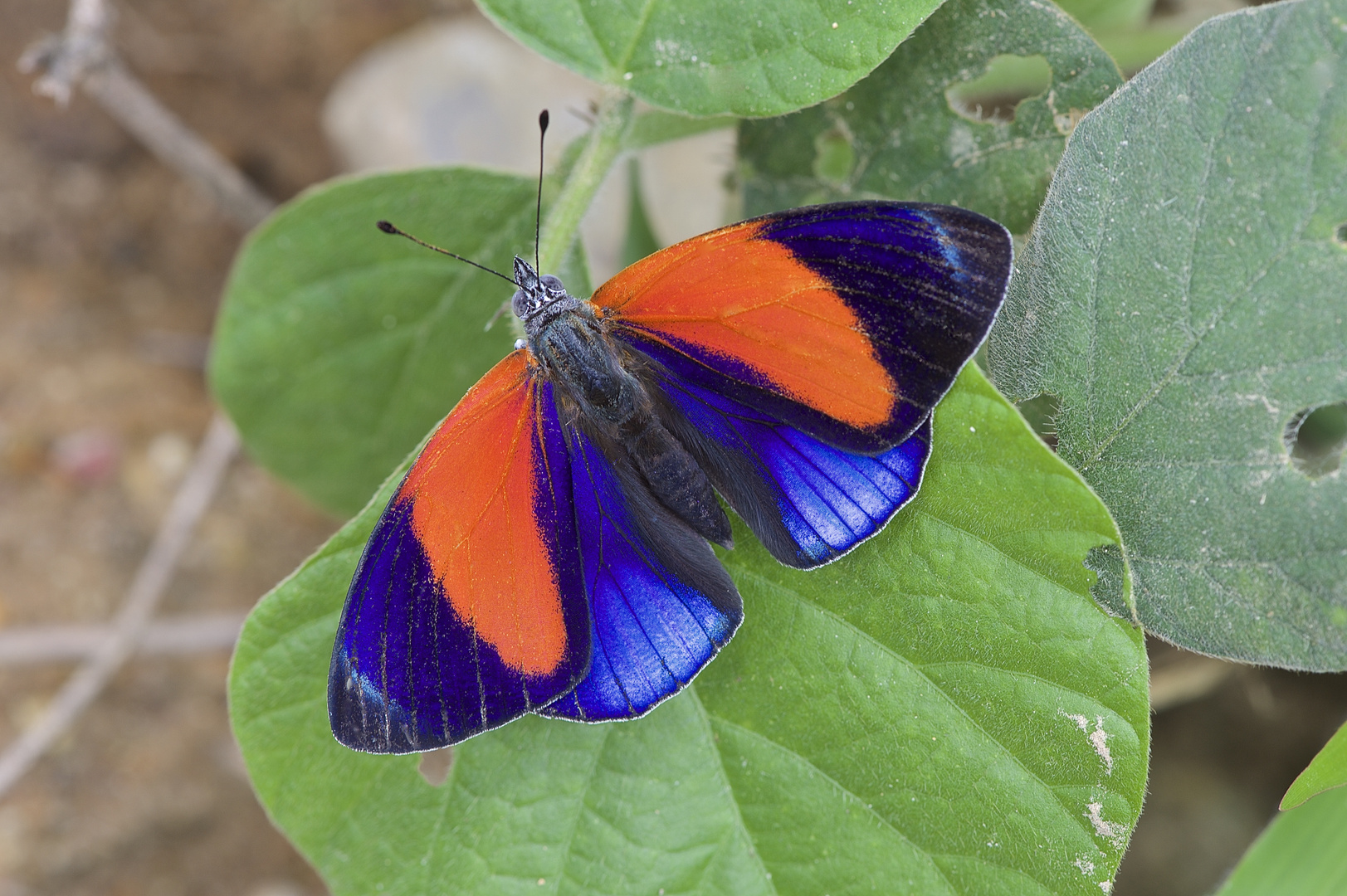 Faszination Regenwald! Asterope markii davisi, Peru,Yanachaga-Chemillen-Nationalpark, 