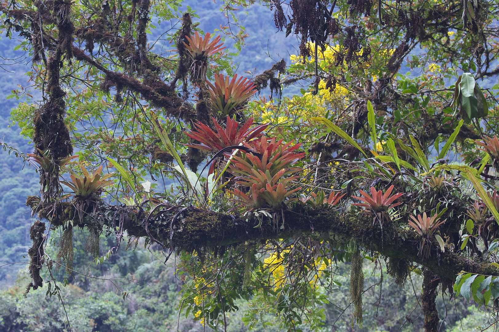 Faszination Regenwald! Ausschnitt aus dem Nebelwald in Peru