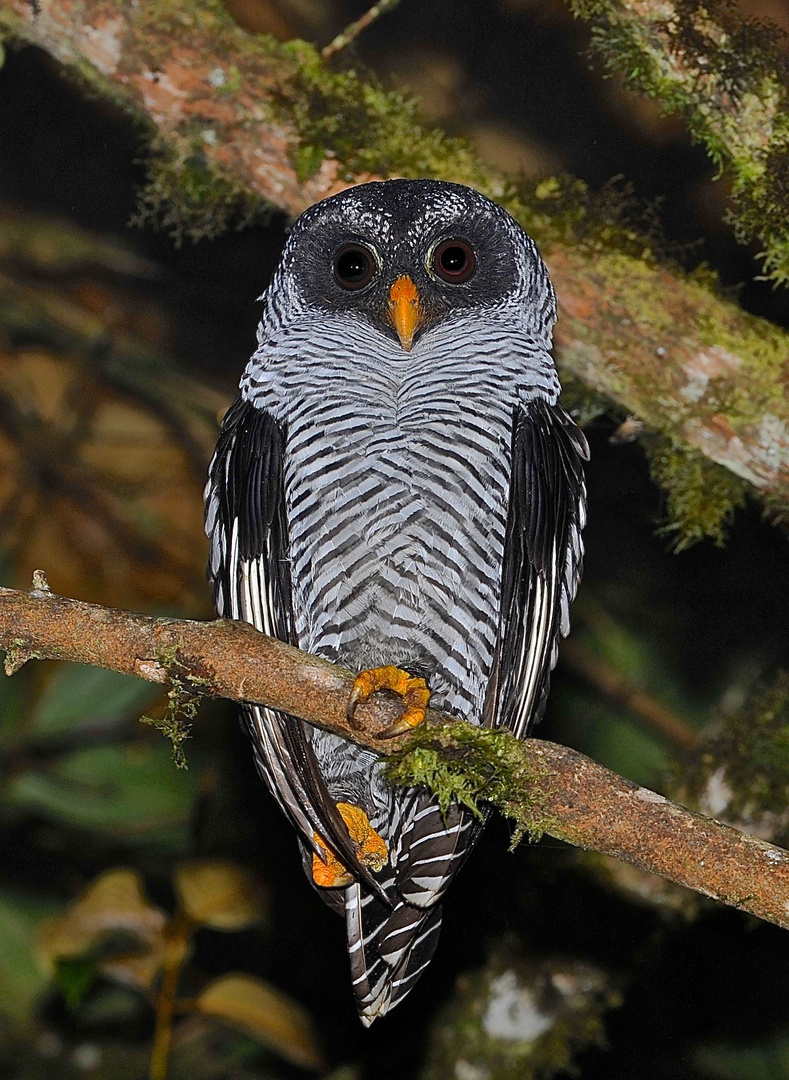 Faszination Regenwald ! Bindenhalskauz,Strix nigrolineata, Mindo- Nambillo -Nationalpark, Ecuador