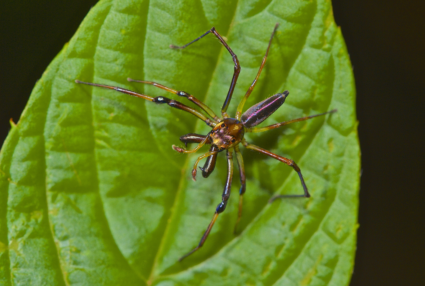 Faszination Regenwald ! Blick von oben auf die Springspinne sp, Gunung Mulu-Nationalpark Borneo