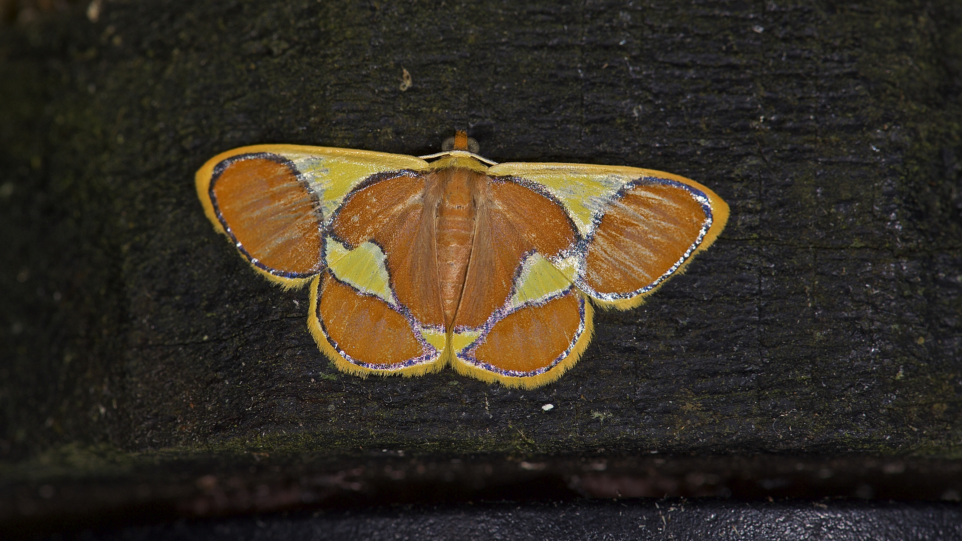 Faszination Regenwald ! Borneo 2015  Geometridae , Plutodes cyclaria