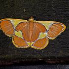 Faszination Regenwald ! Borneo 2015  Geometridae , Plutodes cyclaria