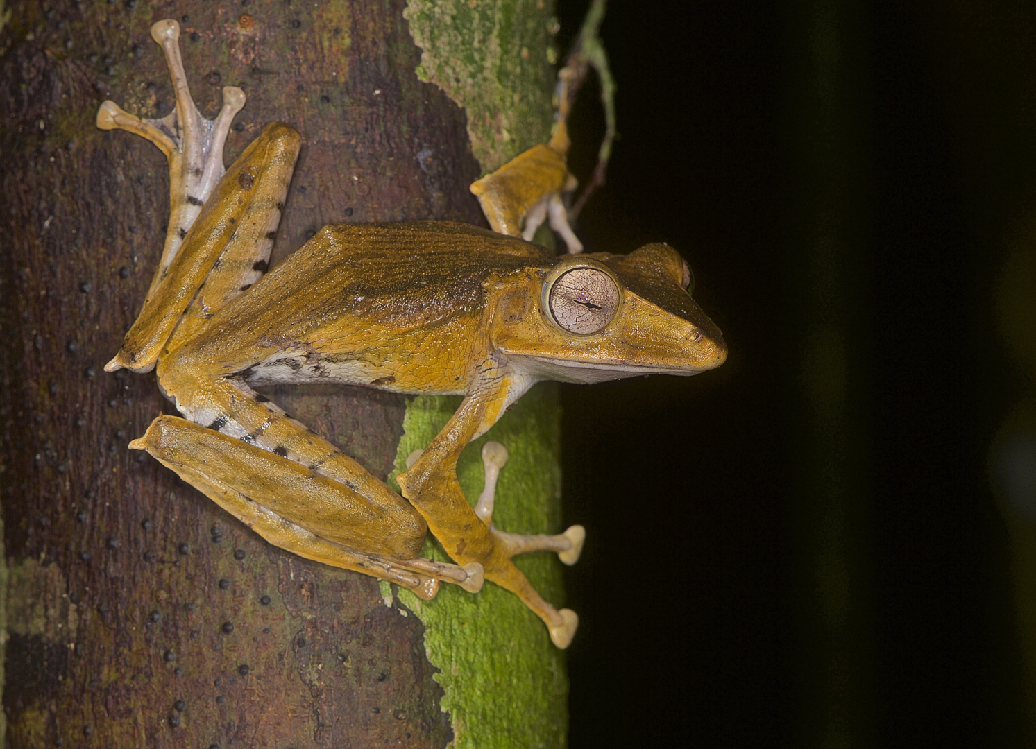 Faszination Regenwald ! Borneo eared frog, Polypedates otilophus, Borneo Kubah-Nationalpark 2016
