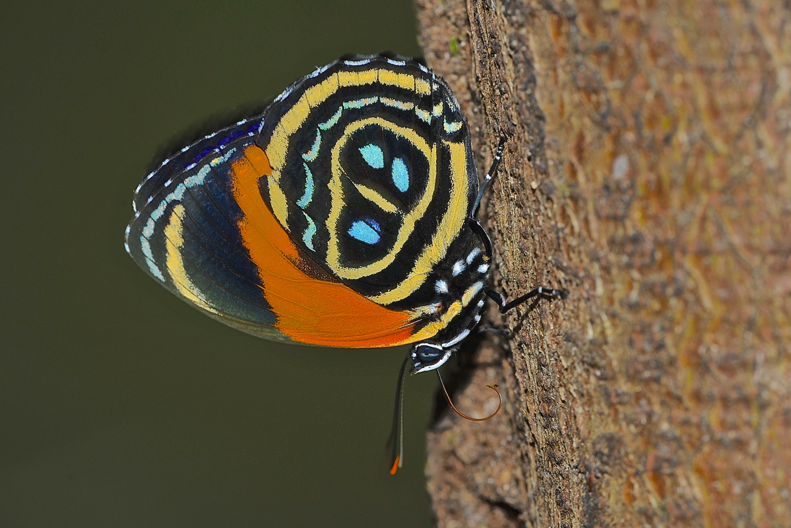 Faszination Regenwald! Callicore excelsior, Cuyabeno-Nationalpark, Ecuador