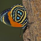 Faszination Regenwald! Callicore excelsior, Cuyabeno-Nationalpark, Ecuador