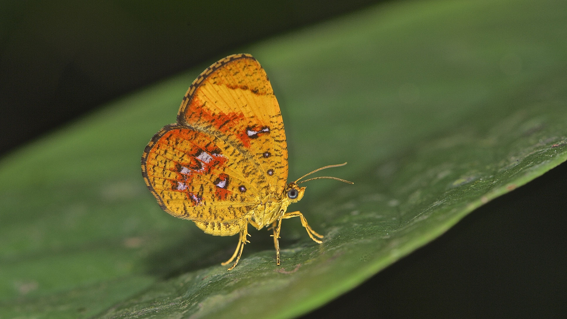 Faszination Regenwald ! Callidulidae,Callidula sakuni,Borneo 2015
