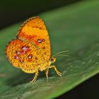 Faszination Regenwald ! Callidulidae,Callidula sakuni,Borneo 2015